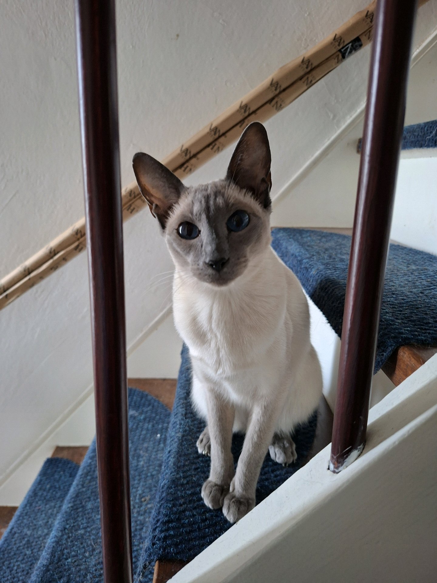 Jolijn, pet sitter in Oud Gastel, photo 5