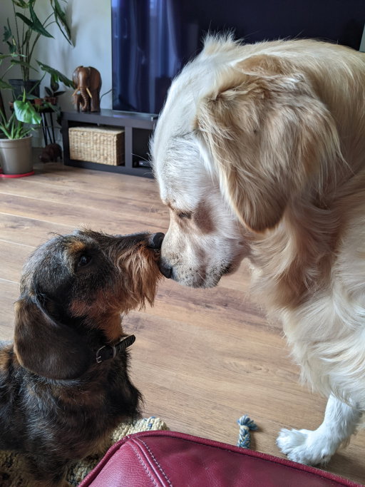 Janice, pet sitter in Lelystad, photo 4