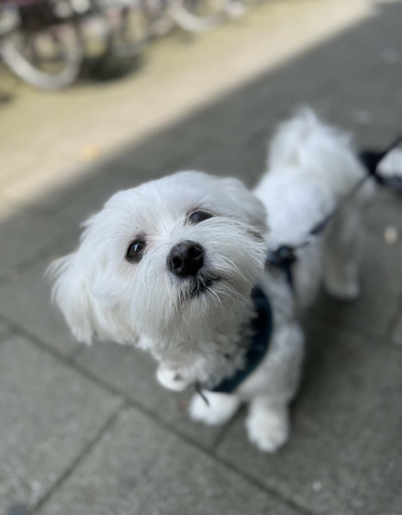 Familie Lionarons, pet sitter in Waddinxveen, photo 1