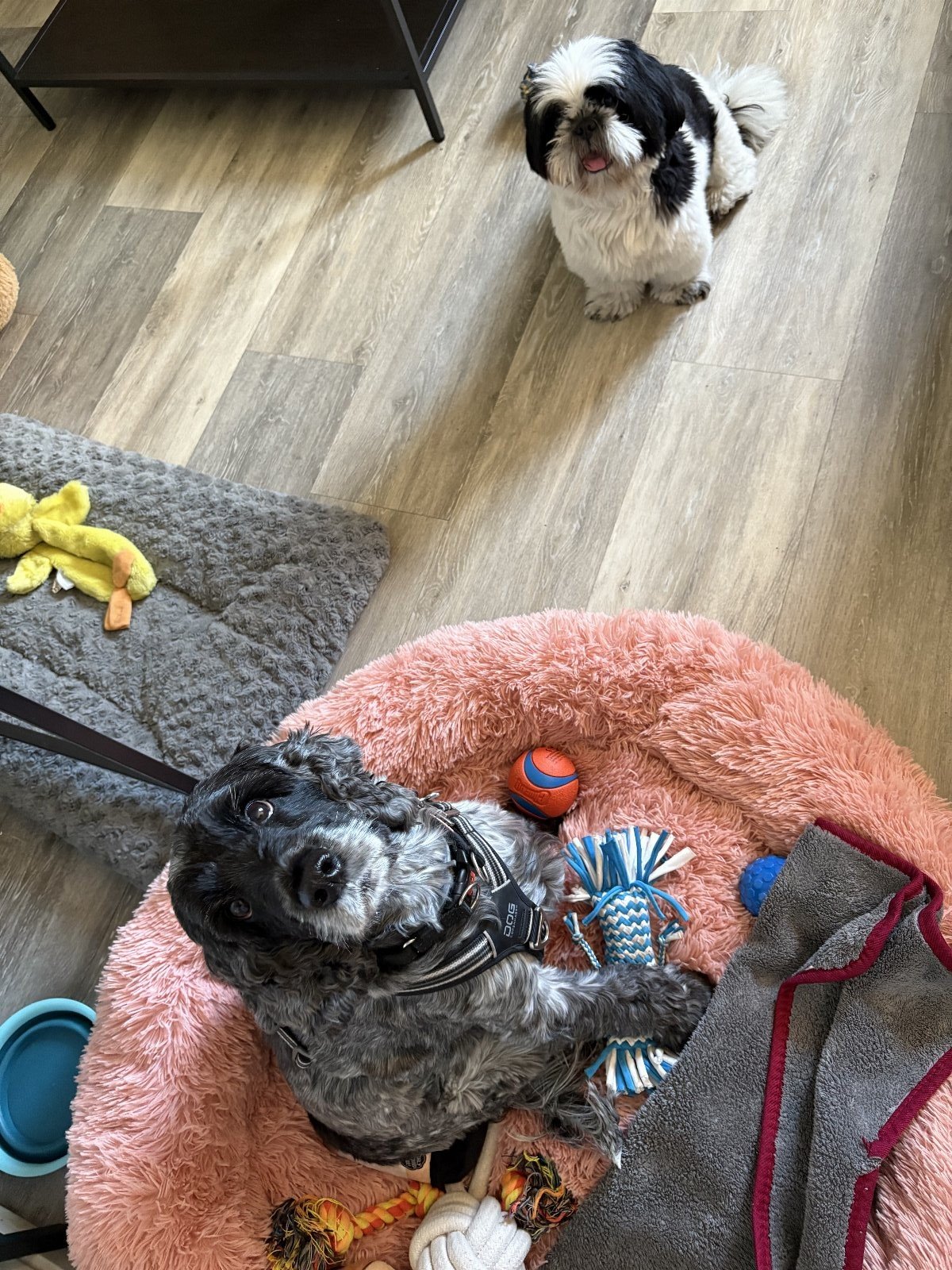Osheana, pet sitter in 's-Gravenhage, photo 3