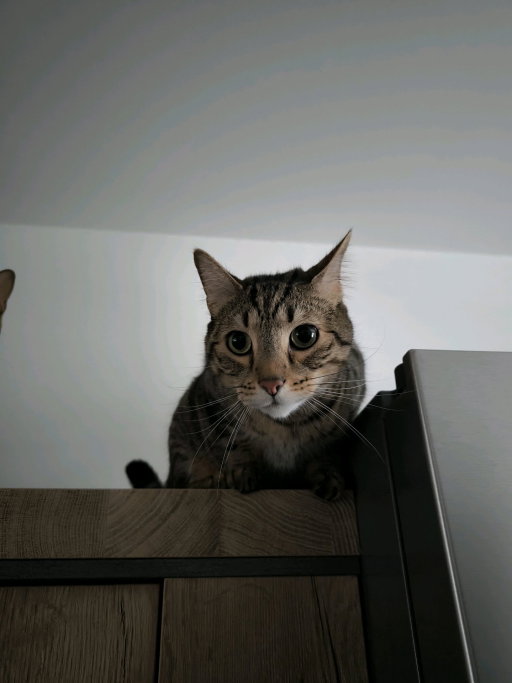 Esmeralda, pet sitter in Gouda, photo 1
