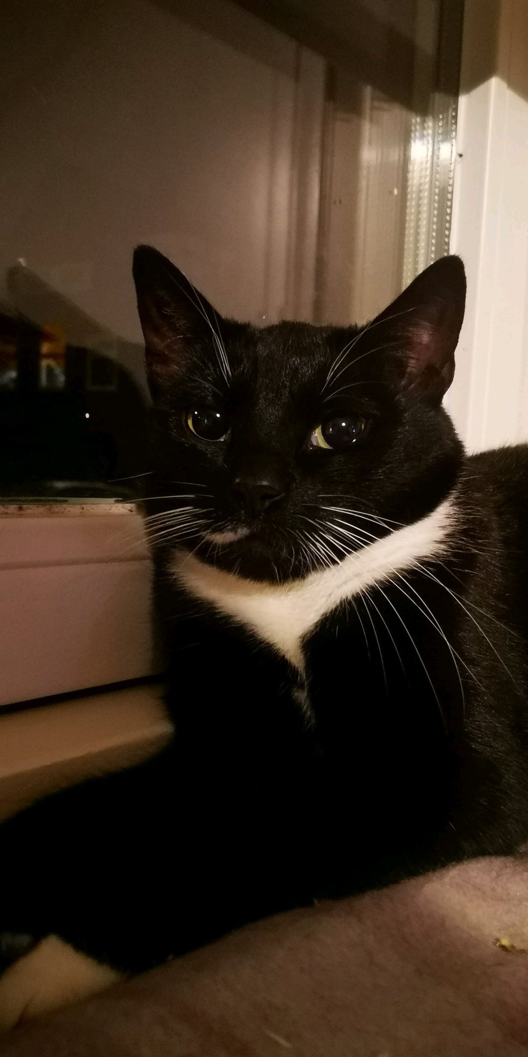 barend, pet sitter in Arnhem, photo 2