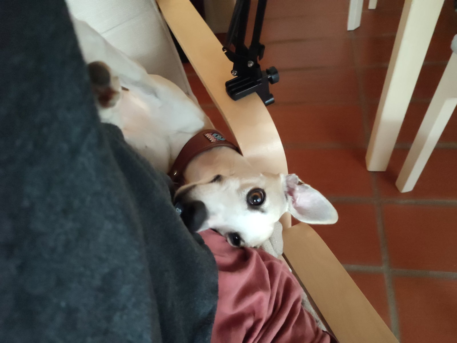 Lisa, Tiersitter in Freiburg im Breisgau, Foto 2