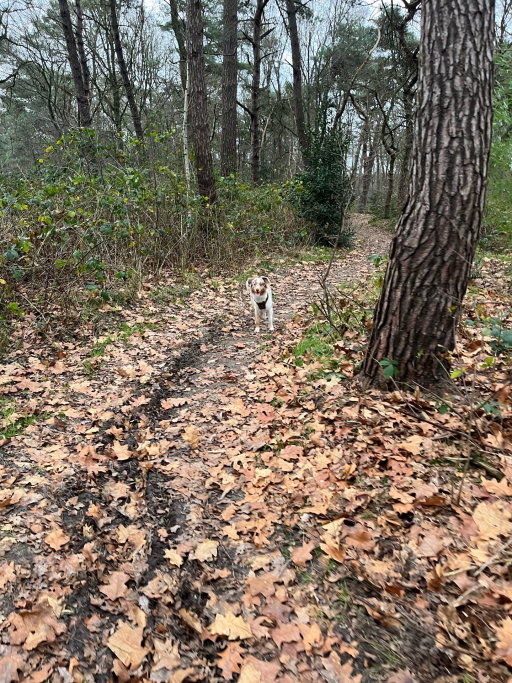Saskia, pet sitter in Eindhoven, photo 3