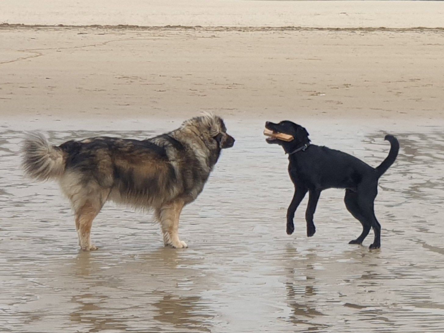 Nadia, pet sitter in Vlissingen, photo 3