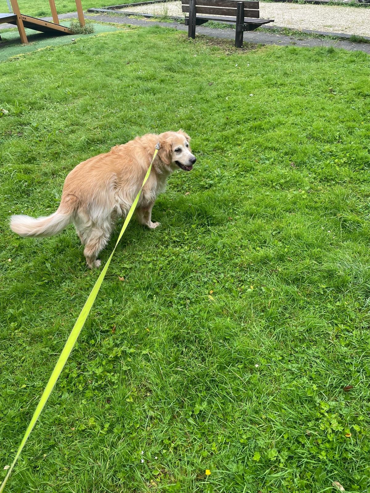 Mert, pet sitter in Beverwijk, photo 1