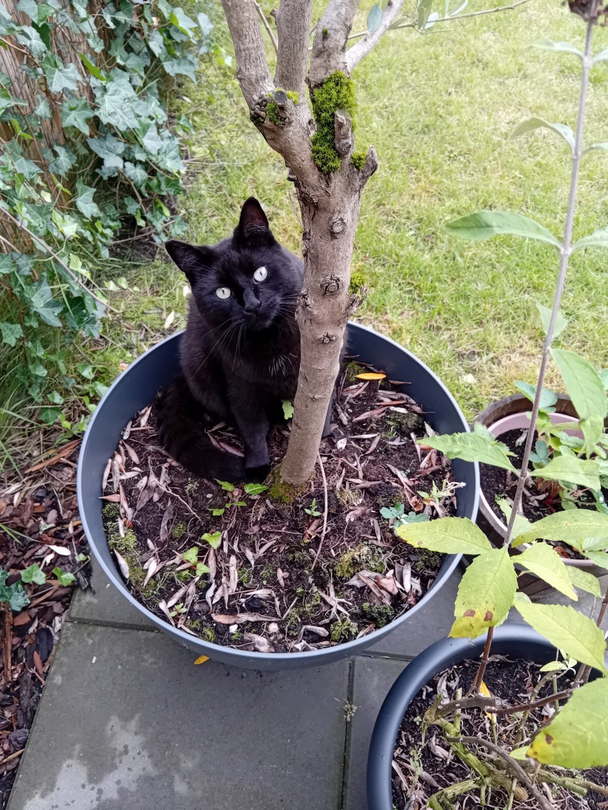 Ellis, pet sitter in Assen, photo 1