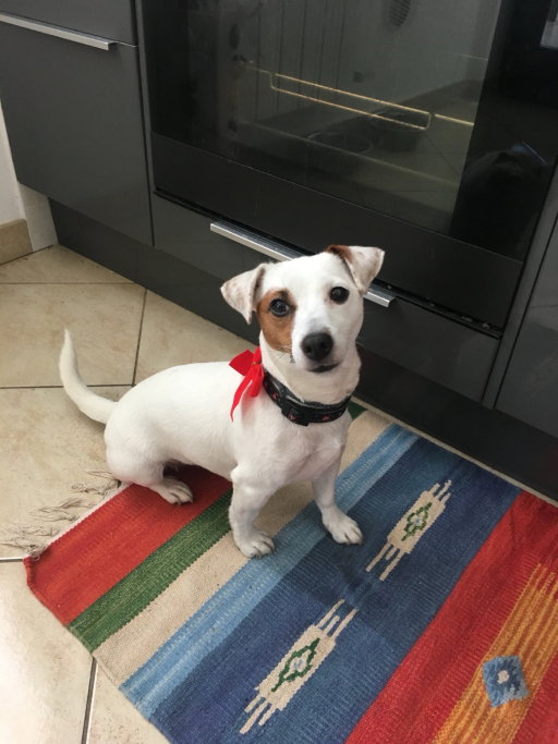 Clara, pet sitter in Amsterdam, photo 3