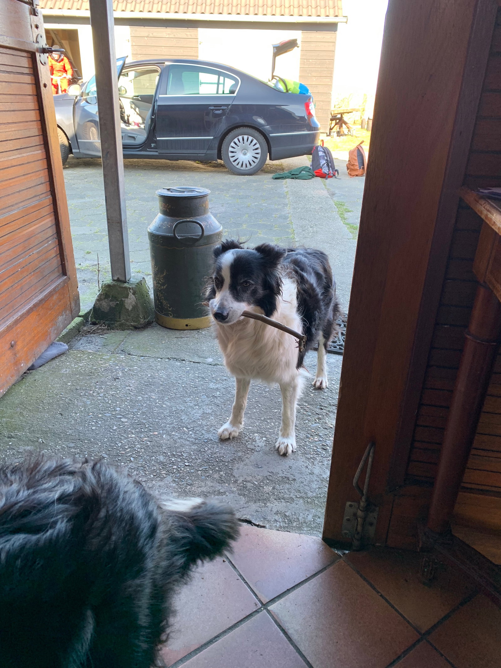 Robin, pet sitter in Amsterdam, photo 2