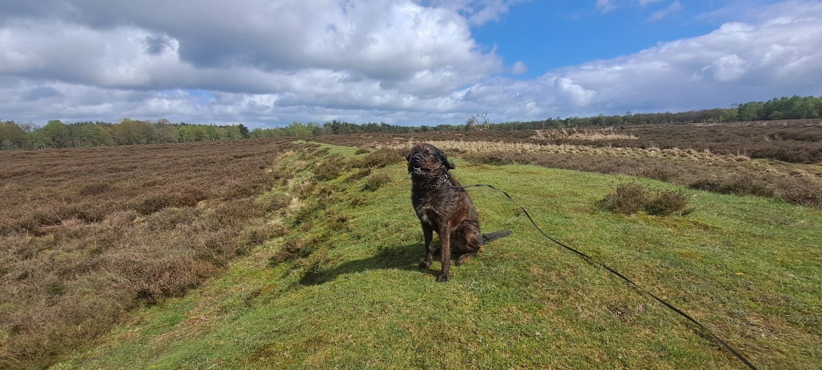 Sandra, pet sitter in Nijkerk, photo 2