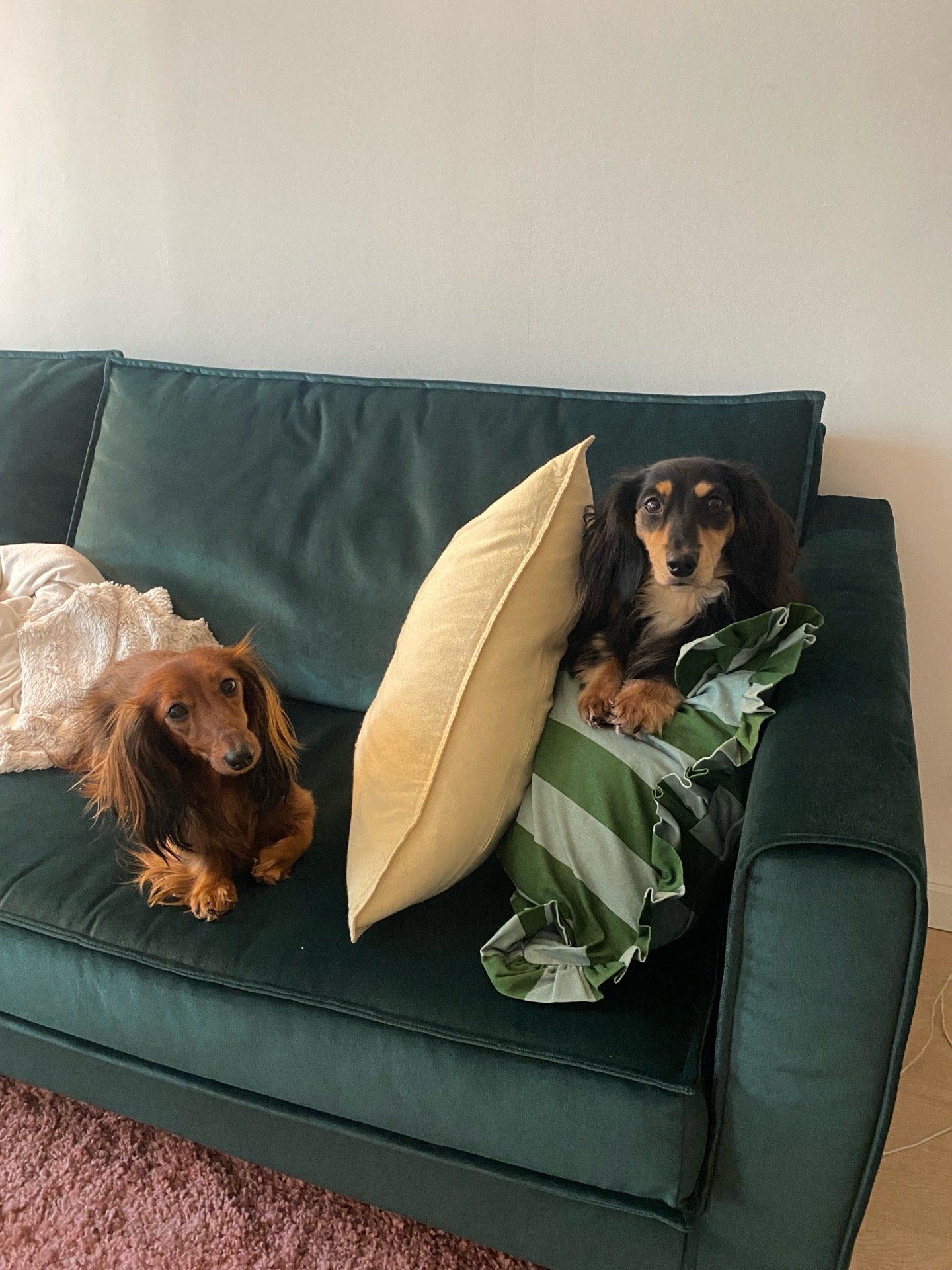Theresa, pet sitter in Amsterdam, photo 5