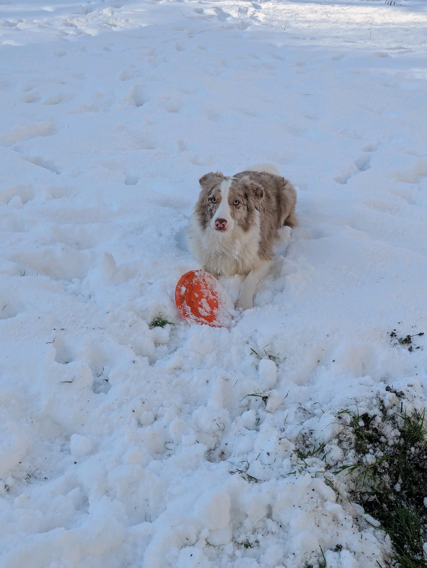 Luciano, pet sitter in Rotterdam, photo 4