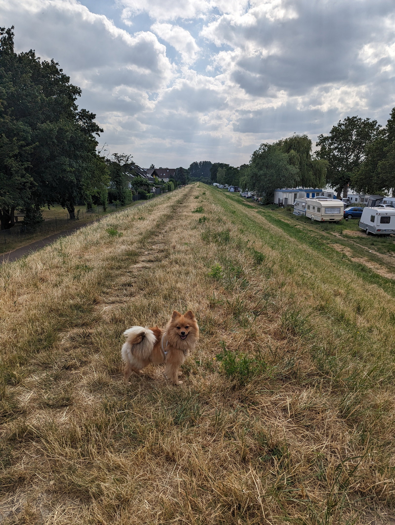 Sabrina, pet sitter in Budenheim, photo 3
