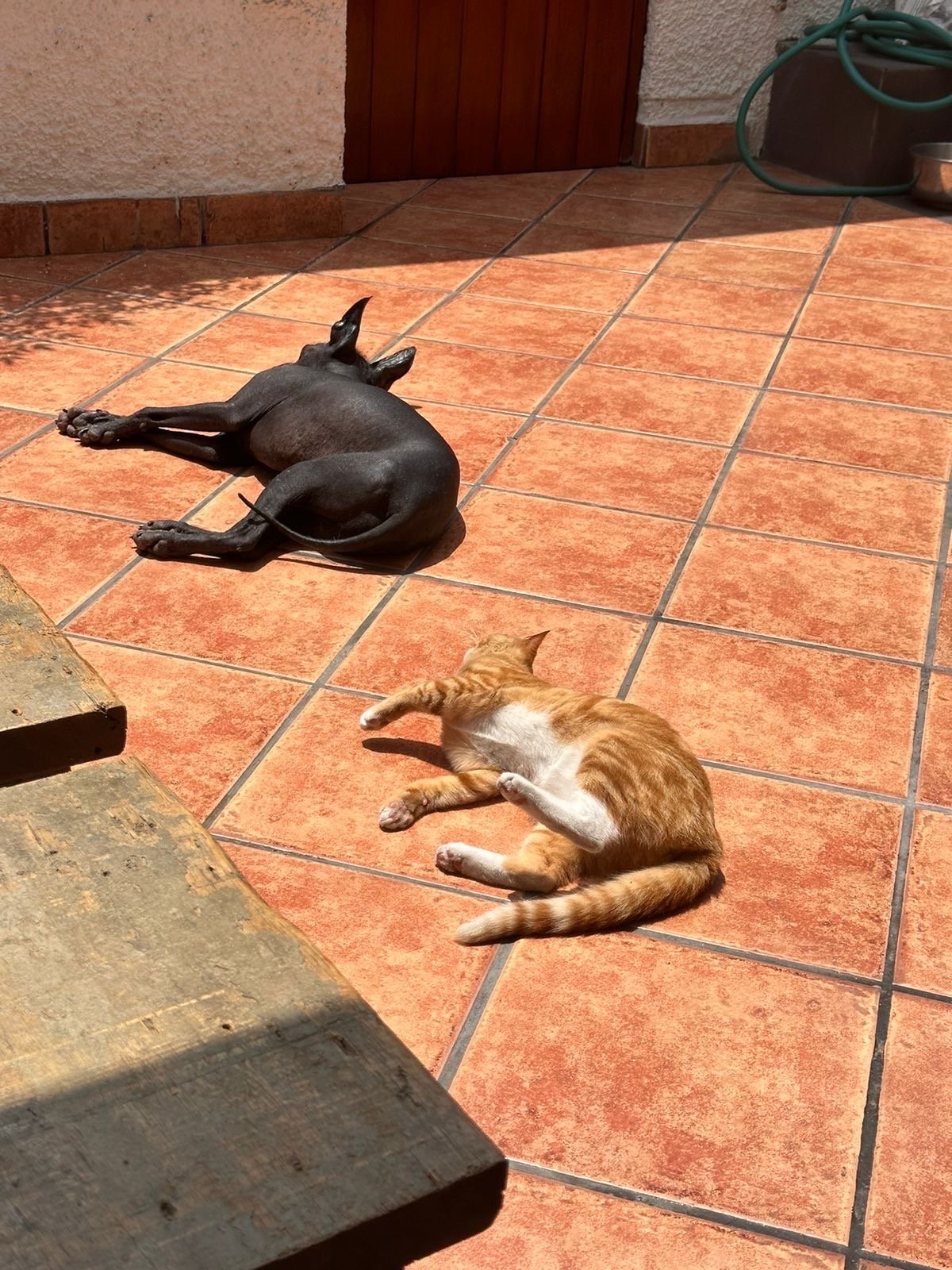 francisca, pet sitter in Rotterdam, photo 2