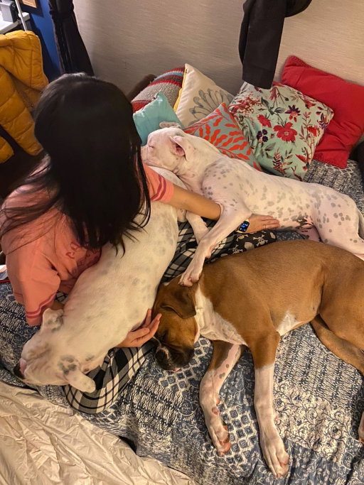 Luana, pet sitter in Amsterdam, photo 4