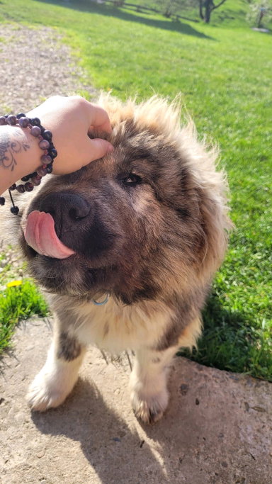Djeine, pet sitter in Delft, photo 2