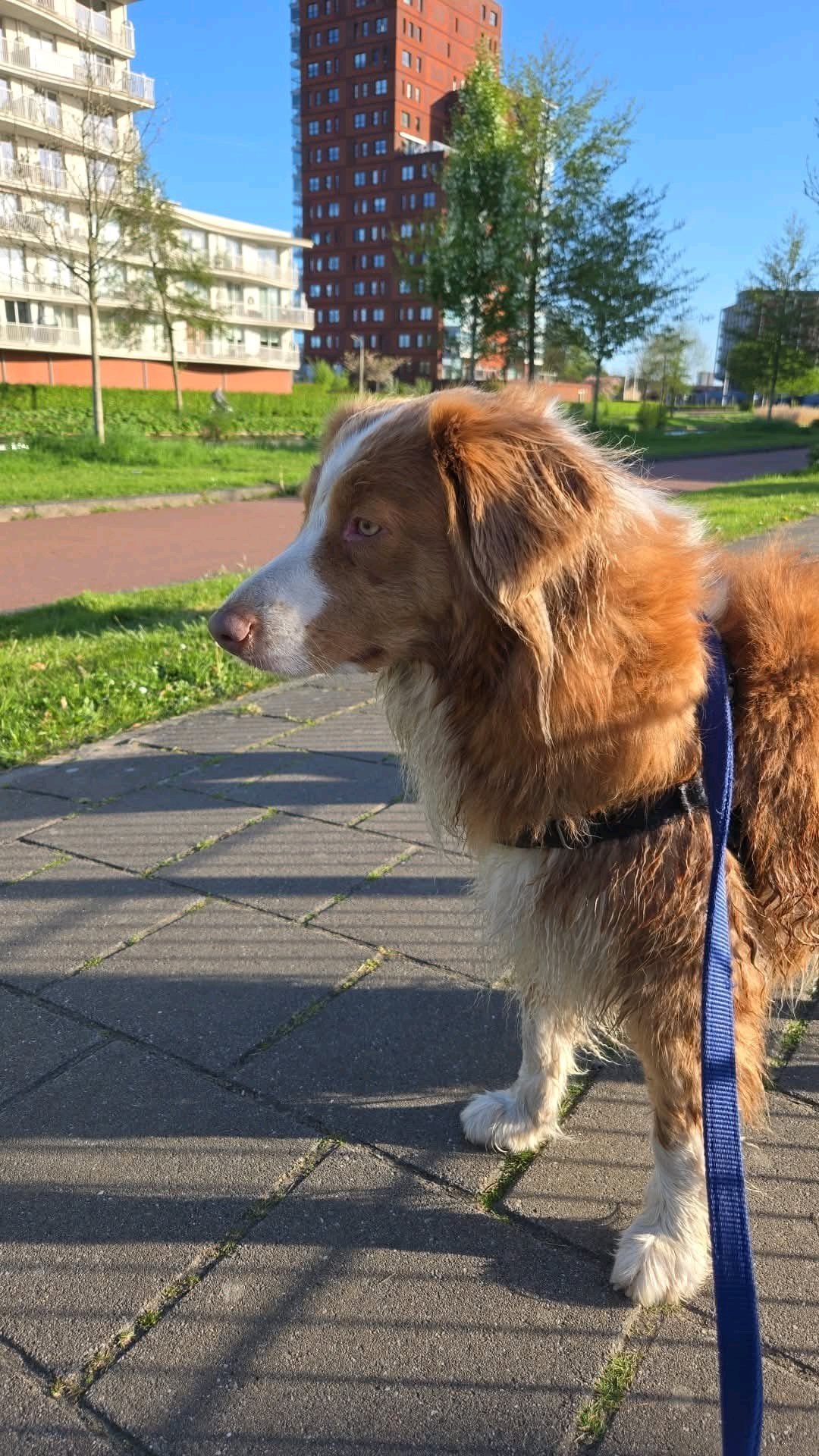 tania, pet sitter in Leeuwarden, photo 4