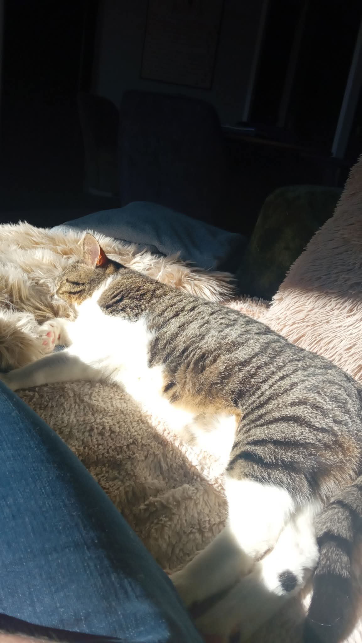 Laura, pet sitter in Dordrecht, photo 4