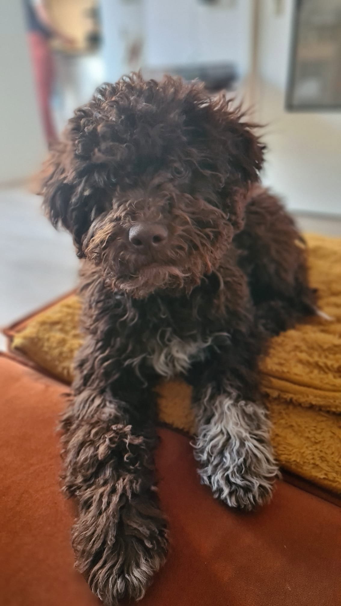 Celine, pet sitter in Hilversum, photo 1