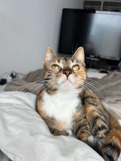 Nena, pet sitter in Almere, photo 3