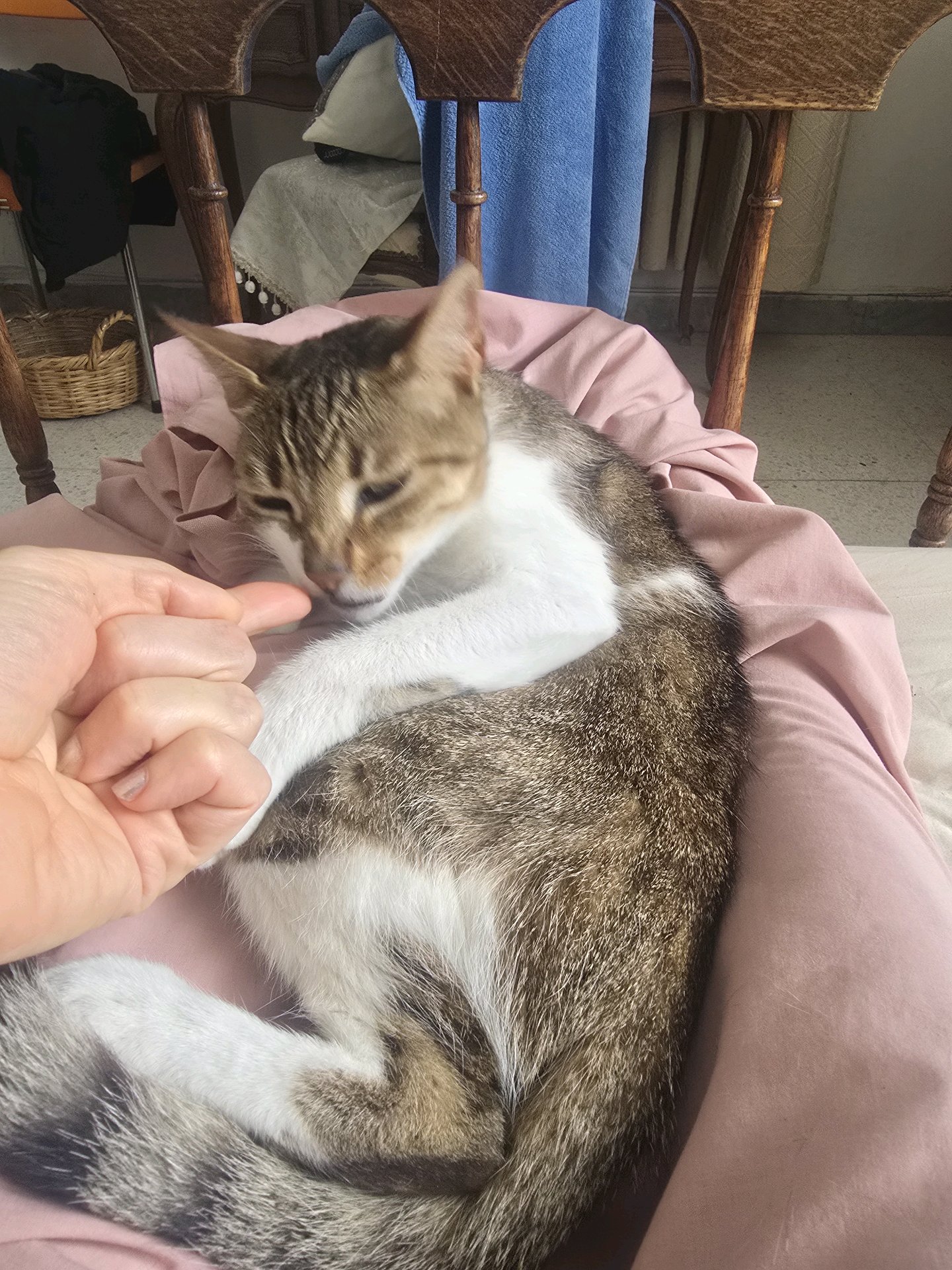 Dorian, pet sitter in Amsterdam, photo 3