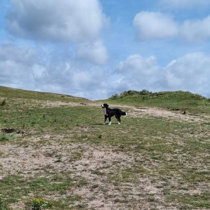 Do, pet sitter in Zandvoort, photo 5