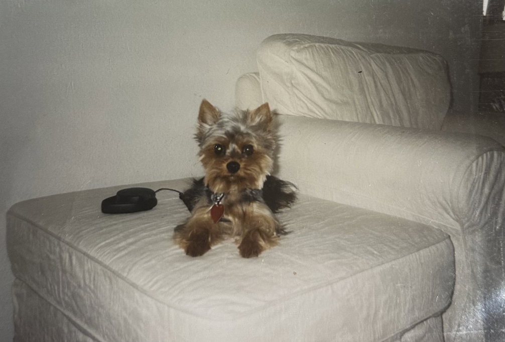 Jackie, Tiersitter in Berlin, Foto 2