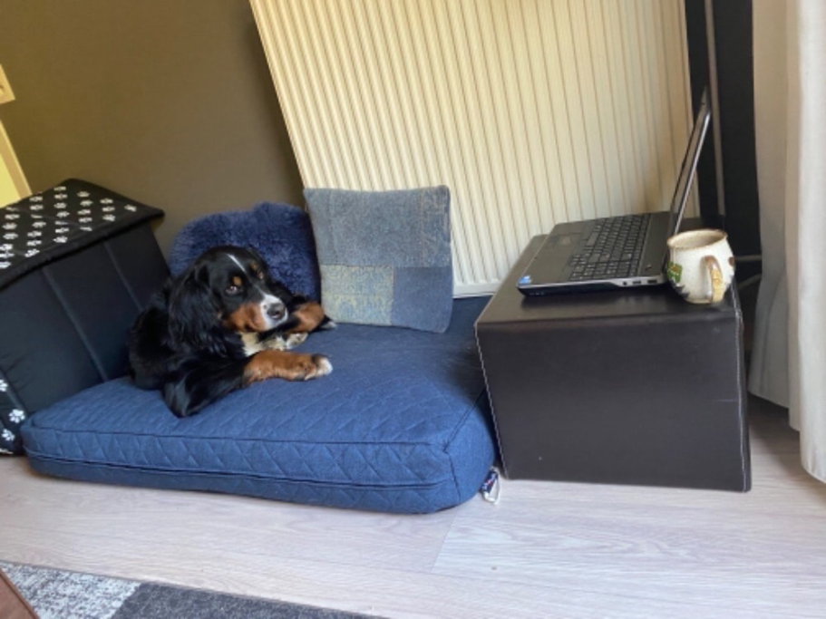 Nina, pet sitter in Budel, photo 4