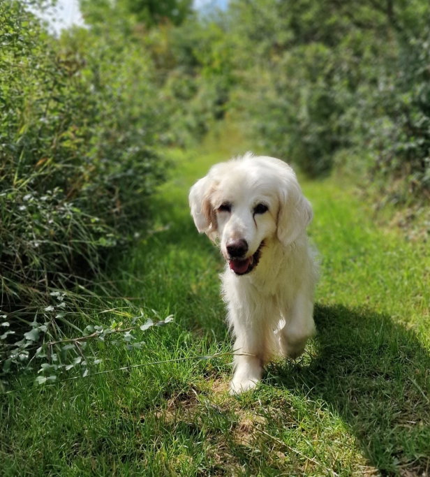 Selina, pet sitter in Hannover, photo 1