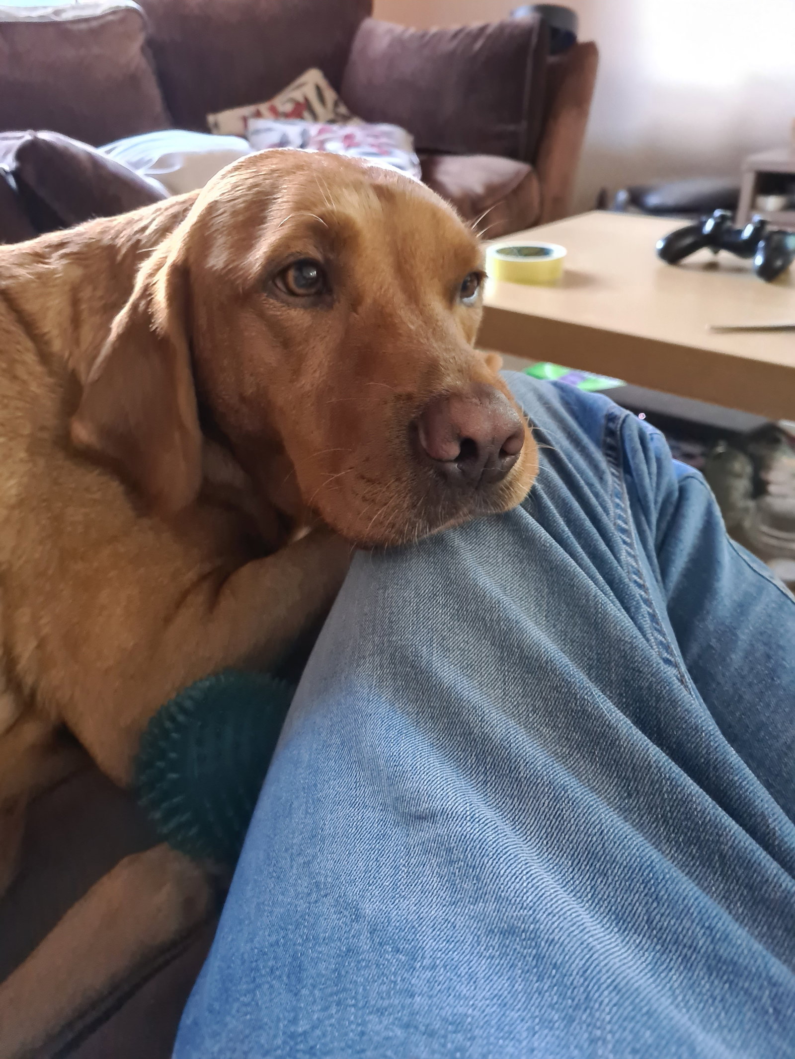 Peter, pet sitter in Utrecht, photo 2