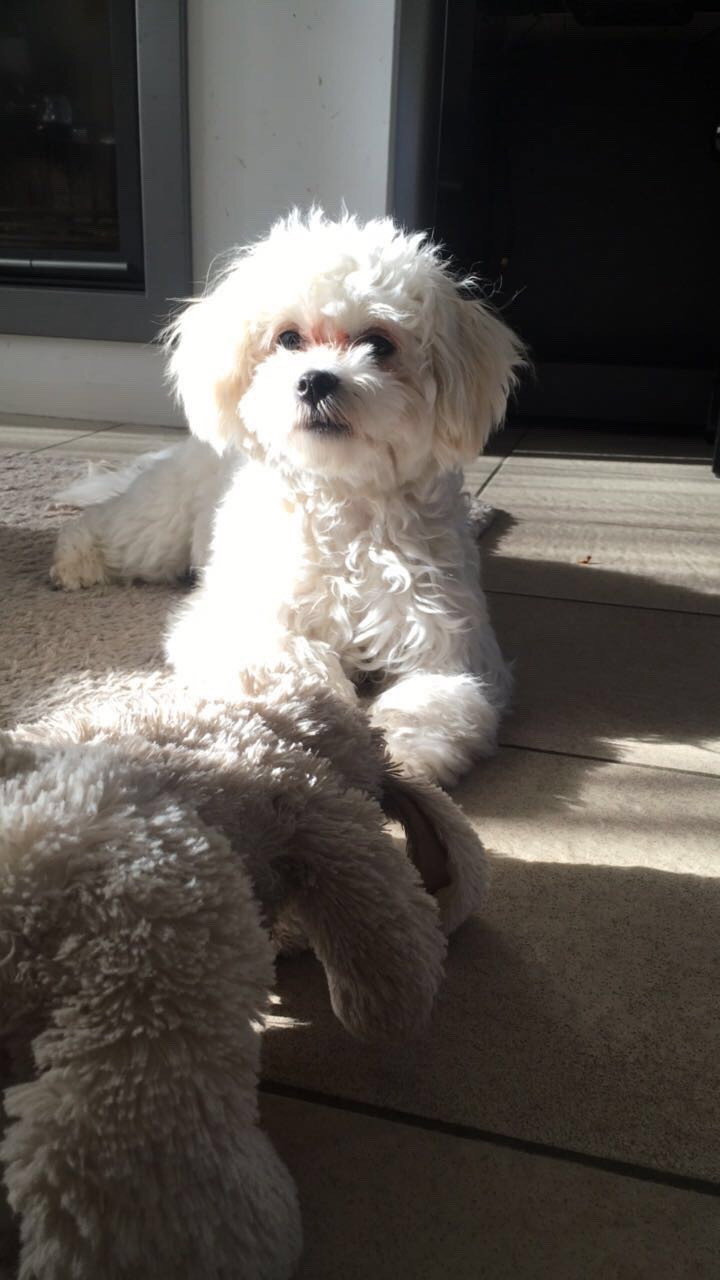 Bianca, pet sitter in oisterwijk, photo 5