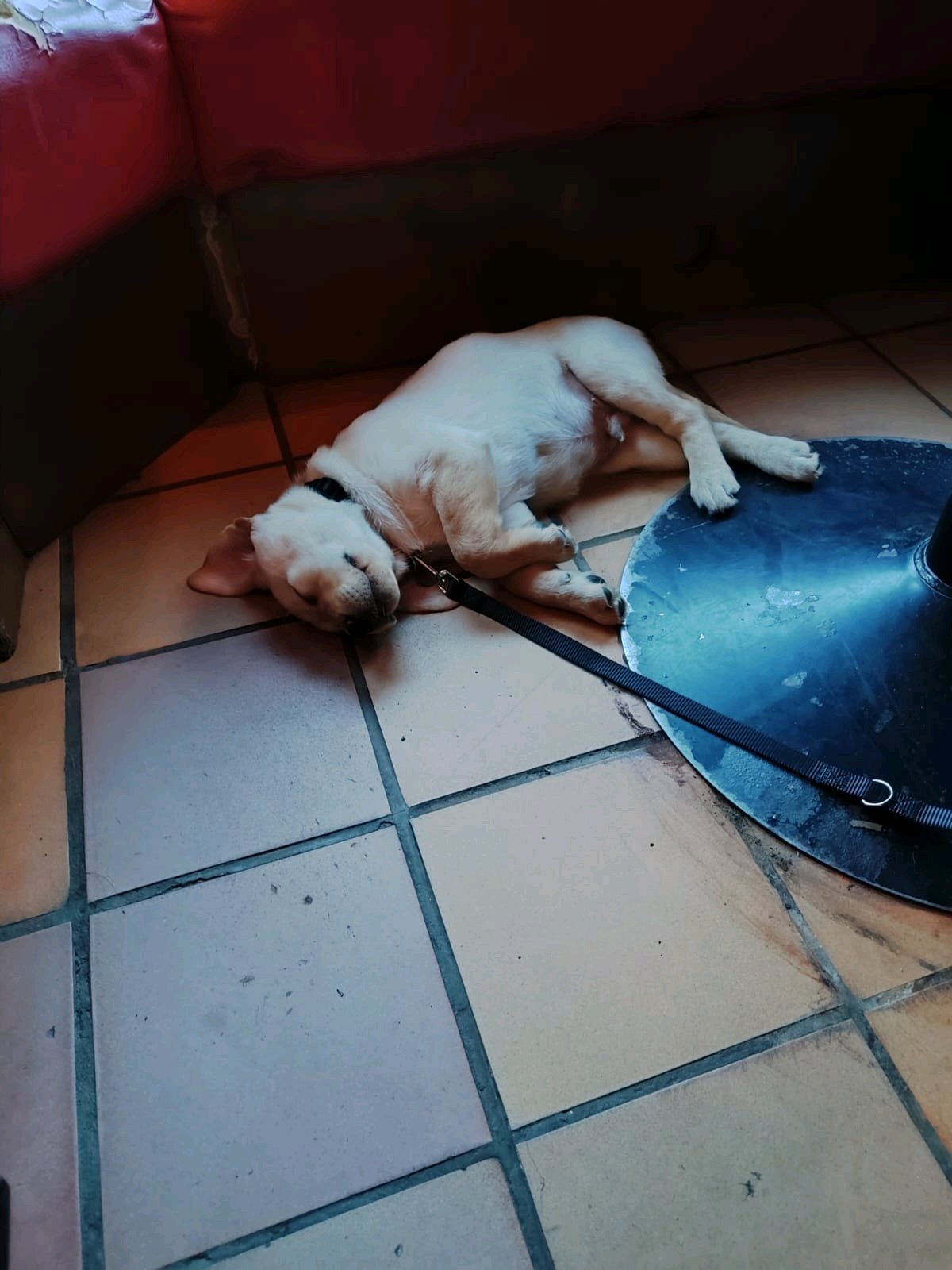 Fey, dierenoppas in Auderghem, foto 2