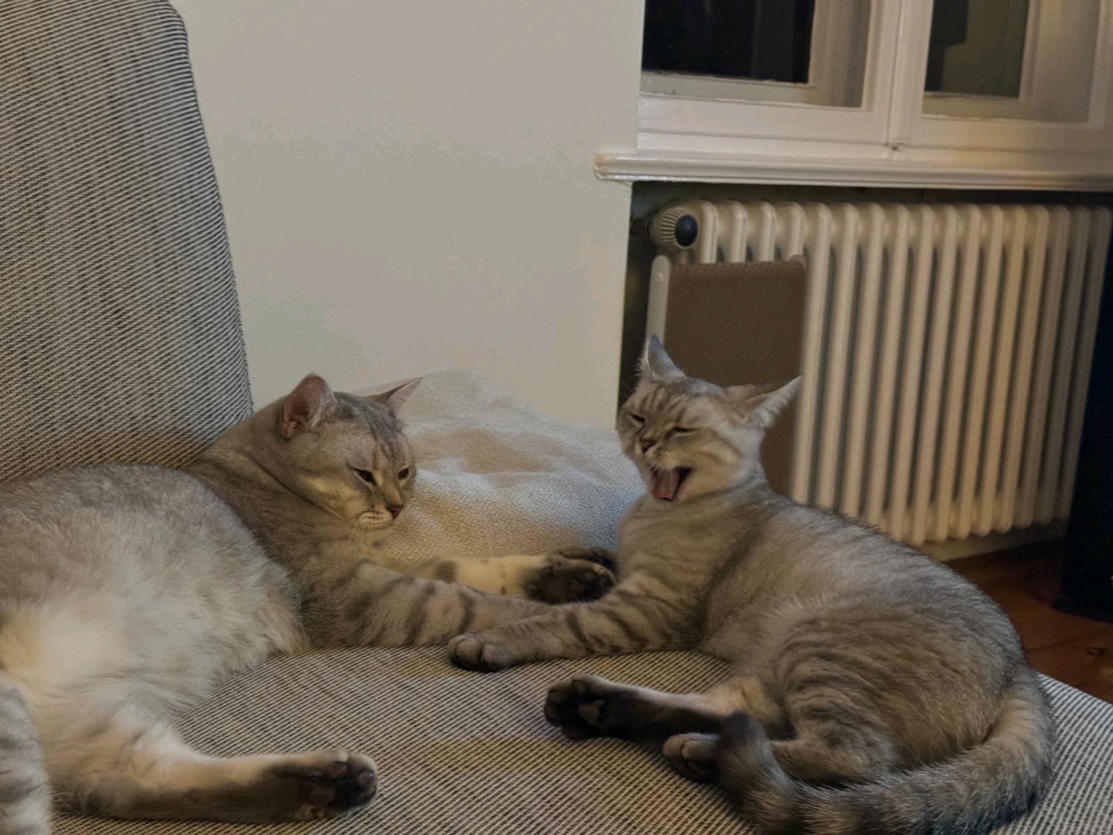 Melda, Tiersitter in Berlin, Foto 5