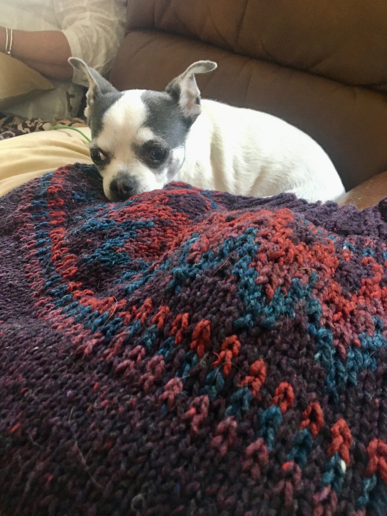 Kelsey, pet sitter in Amsterdam, photo 3