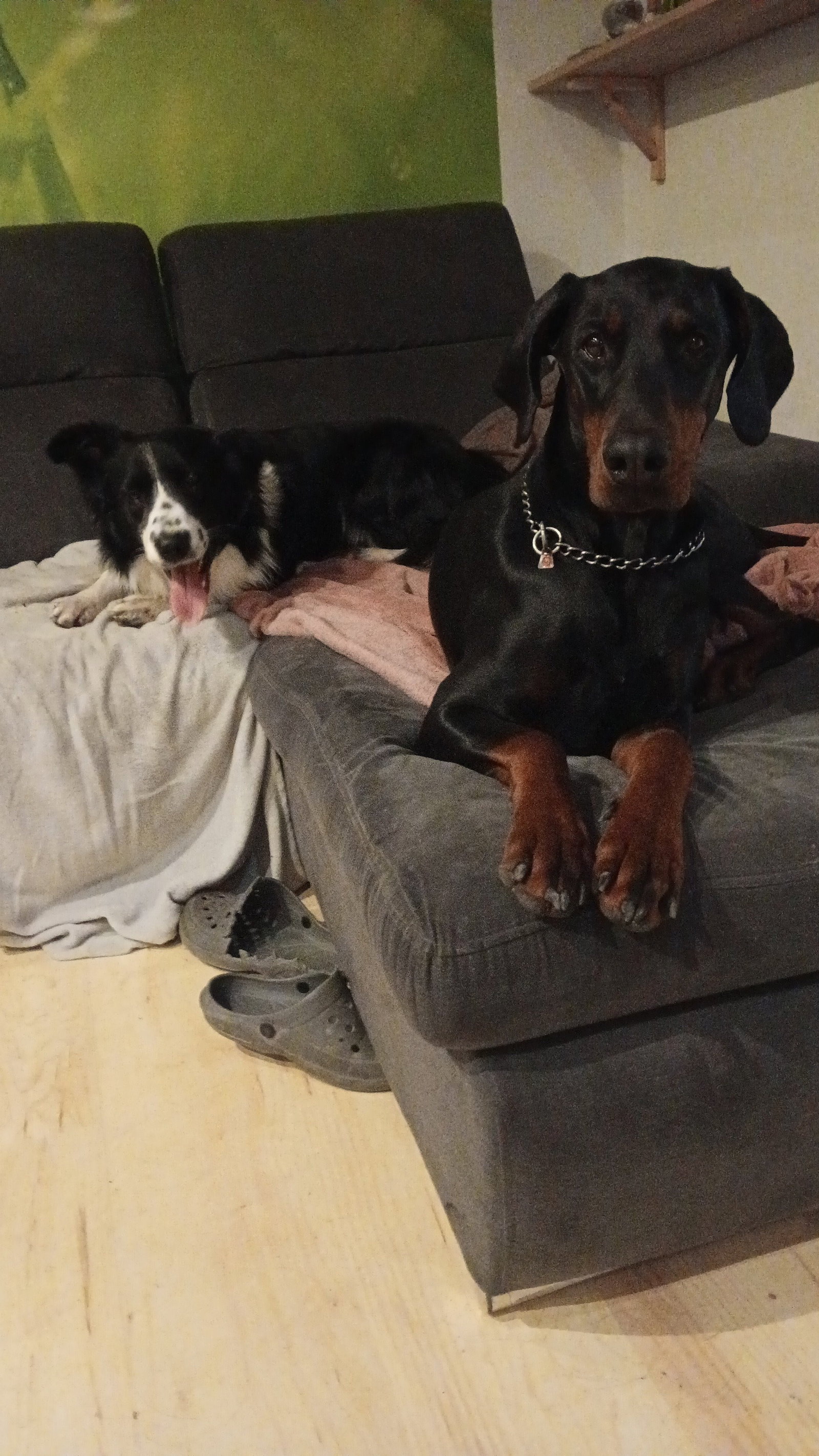 Nicole, pet sitter in Essen, photo 2