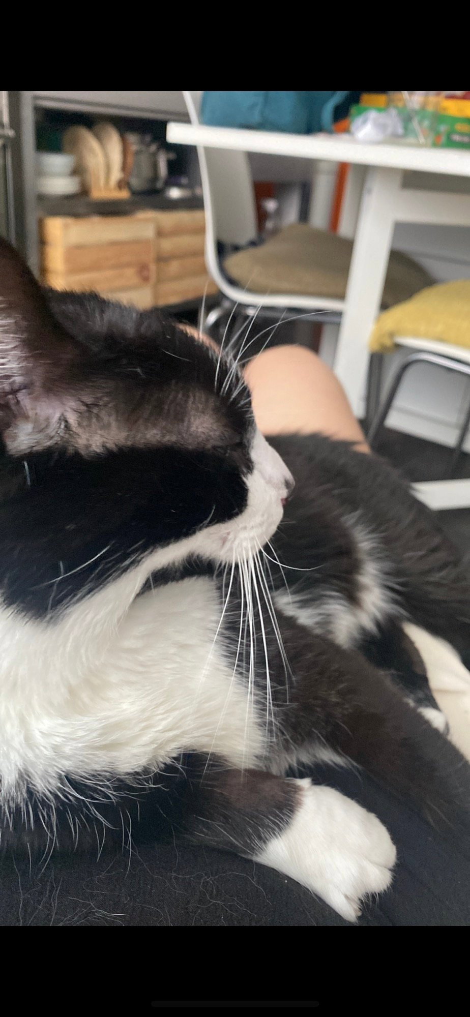nienke, pet sitter in Breda, photo 5