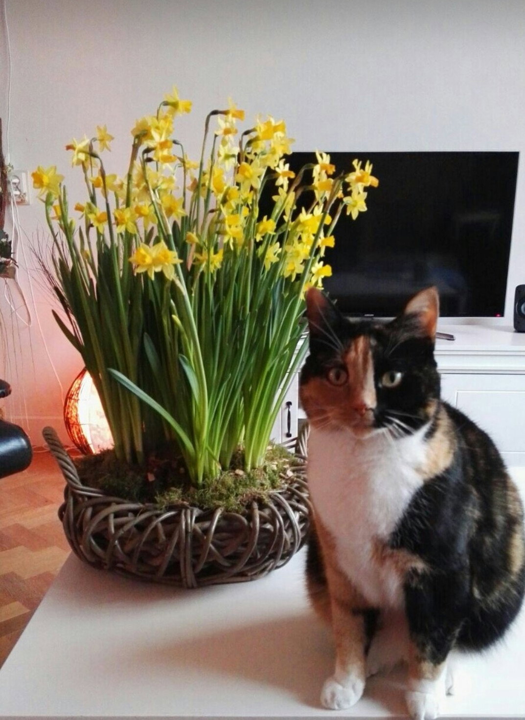 Fleur, dierenoppas in Bergschenhoek, foto 3