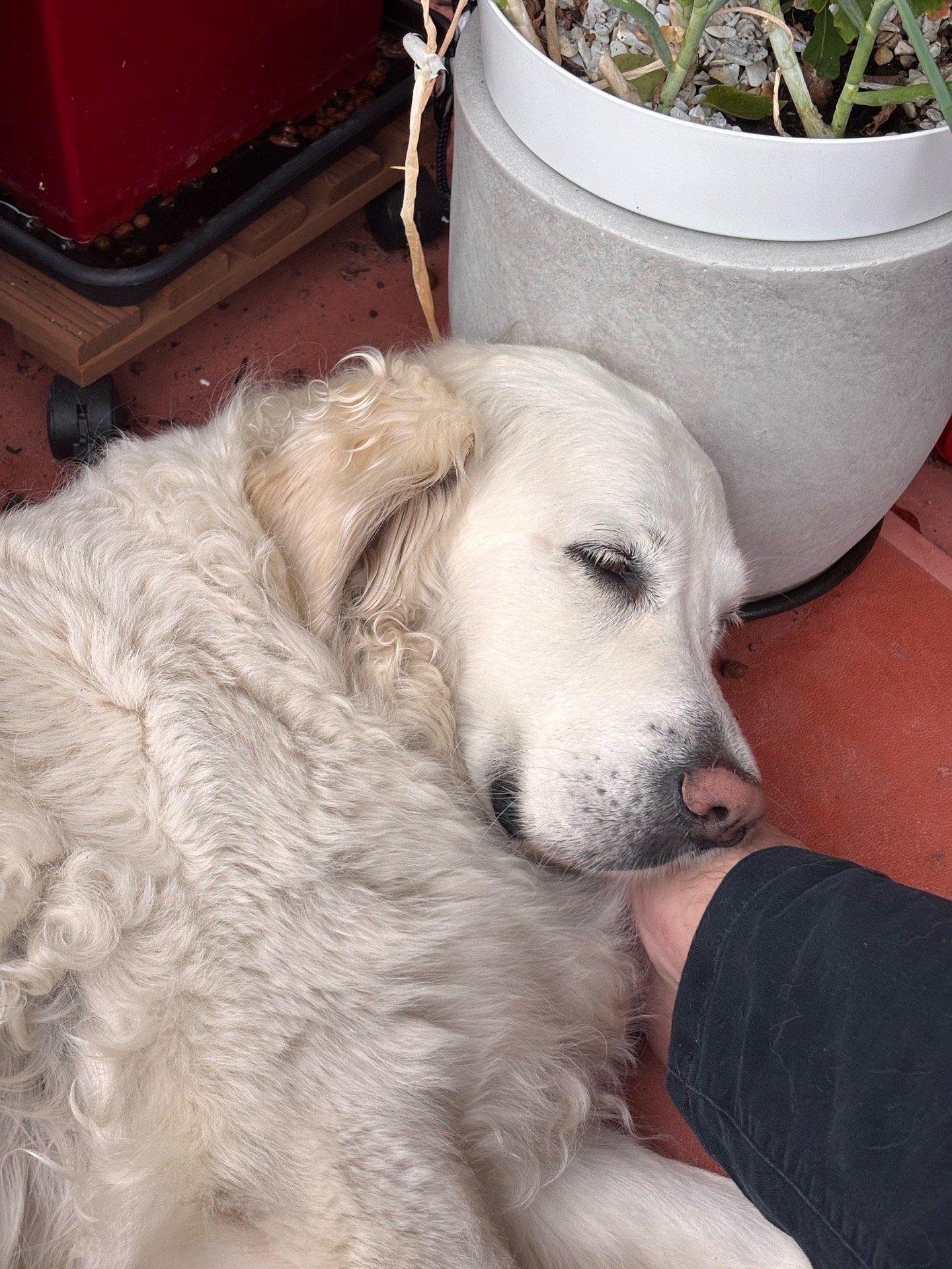 Joost en Diana, dierenoppas in Amsterdam, foto 4