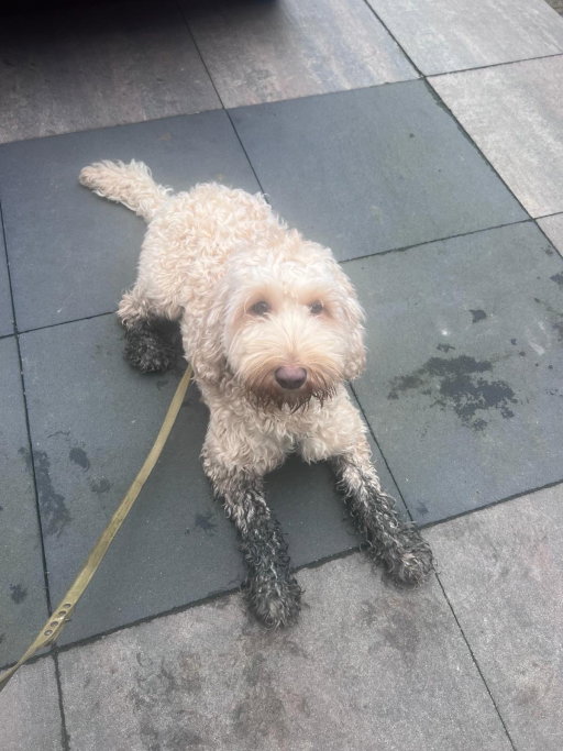 Amanda, pet sitter in Papendrecht, photo 4