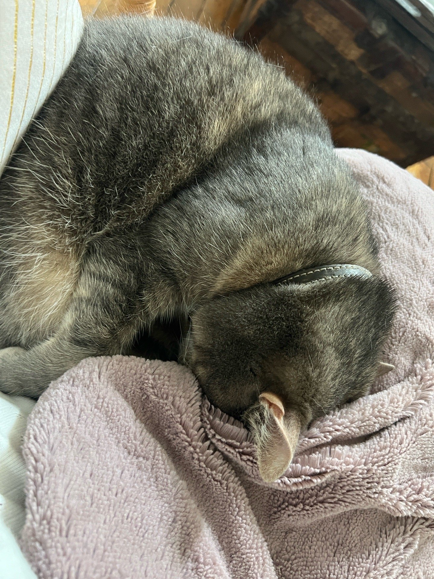 Alessandra, pet sitter in Amsterdam, photo 5