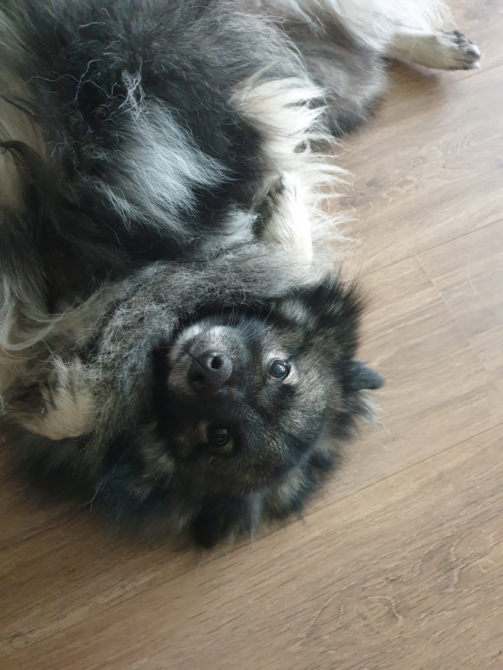 Milou, dierenoppas in Purmerend, foto 1