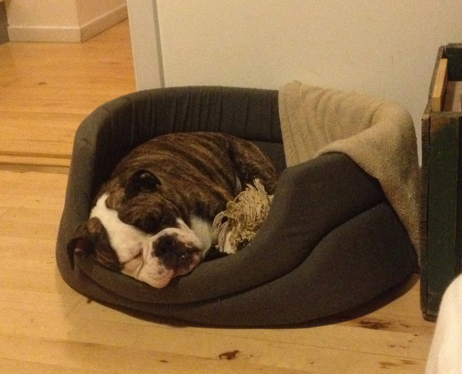 Nanna, pet sitter in Amsterdam, photo 1