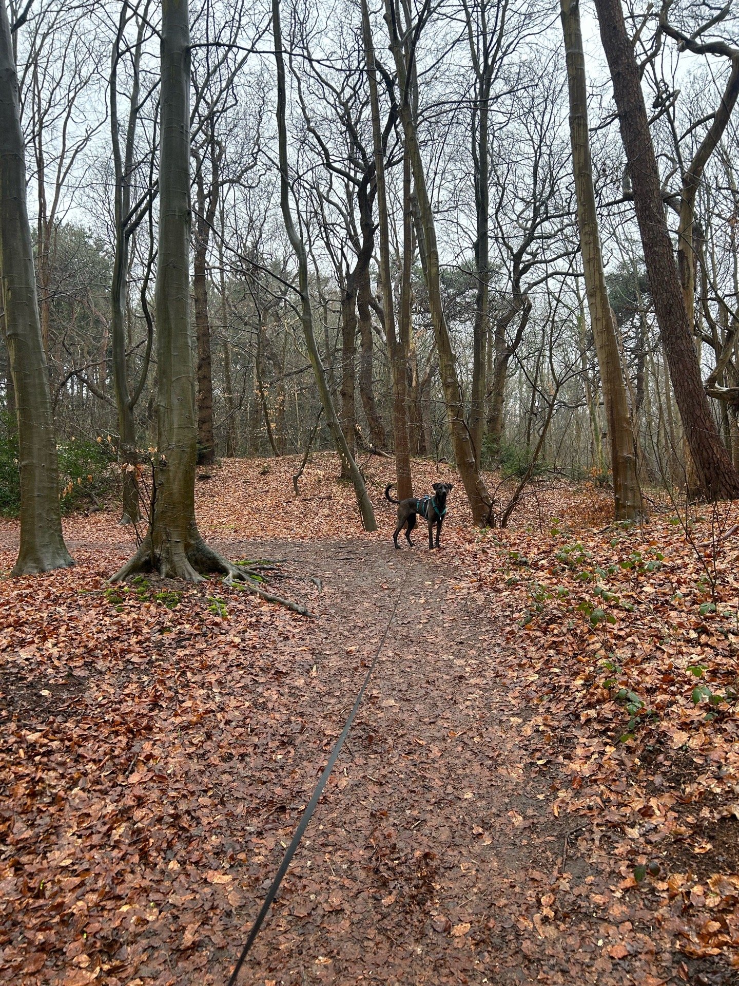 Esther, pet sitter in lisse, photo 3
