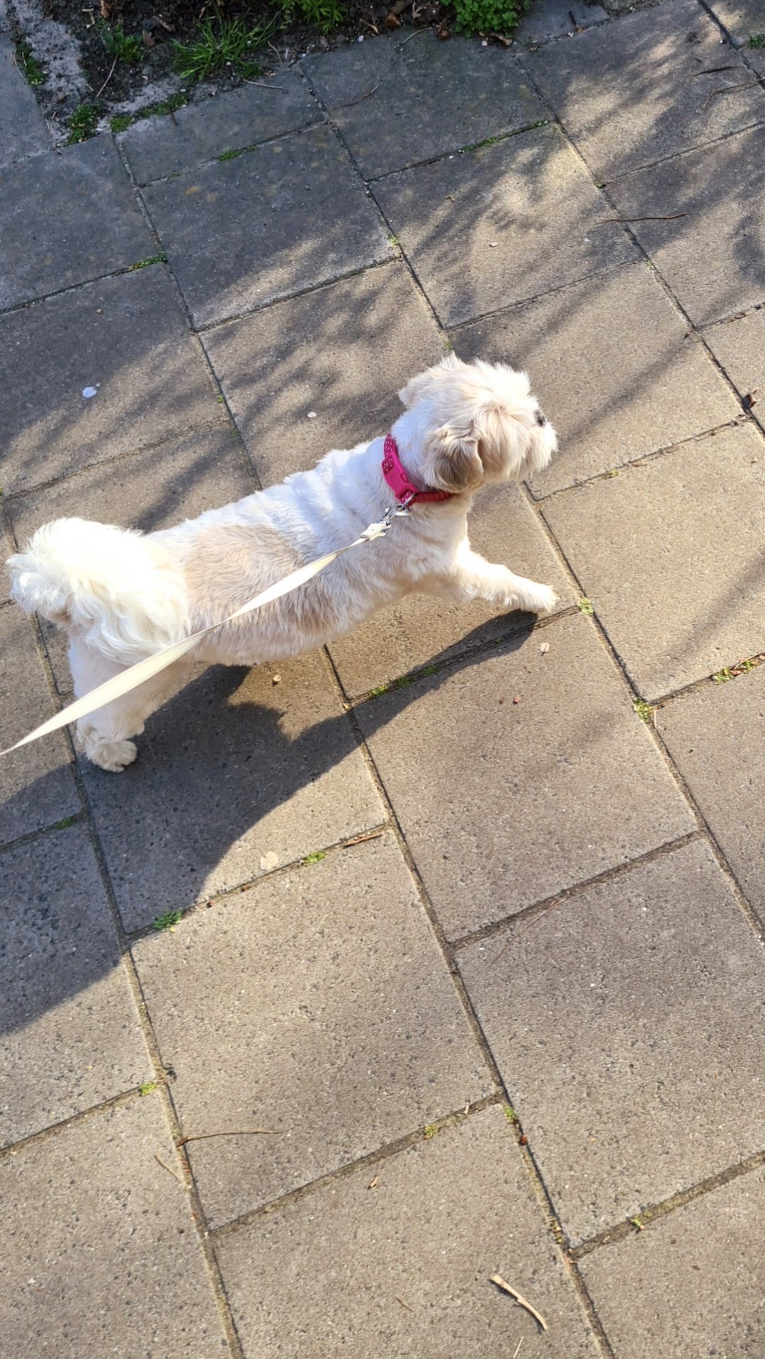 tonny, pet sitter in Beek en Donk, photo 3