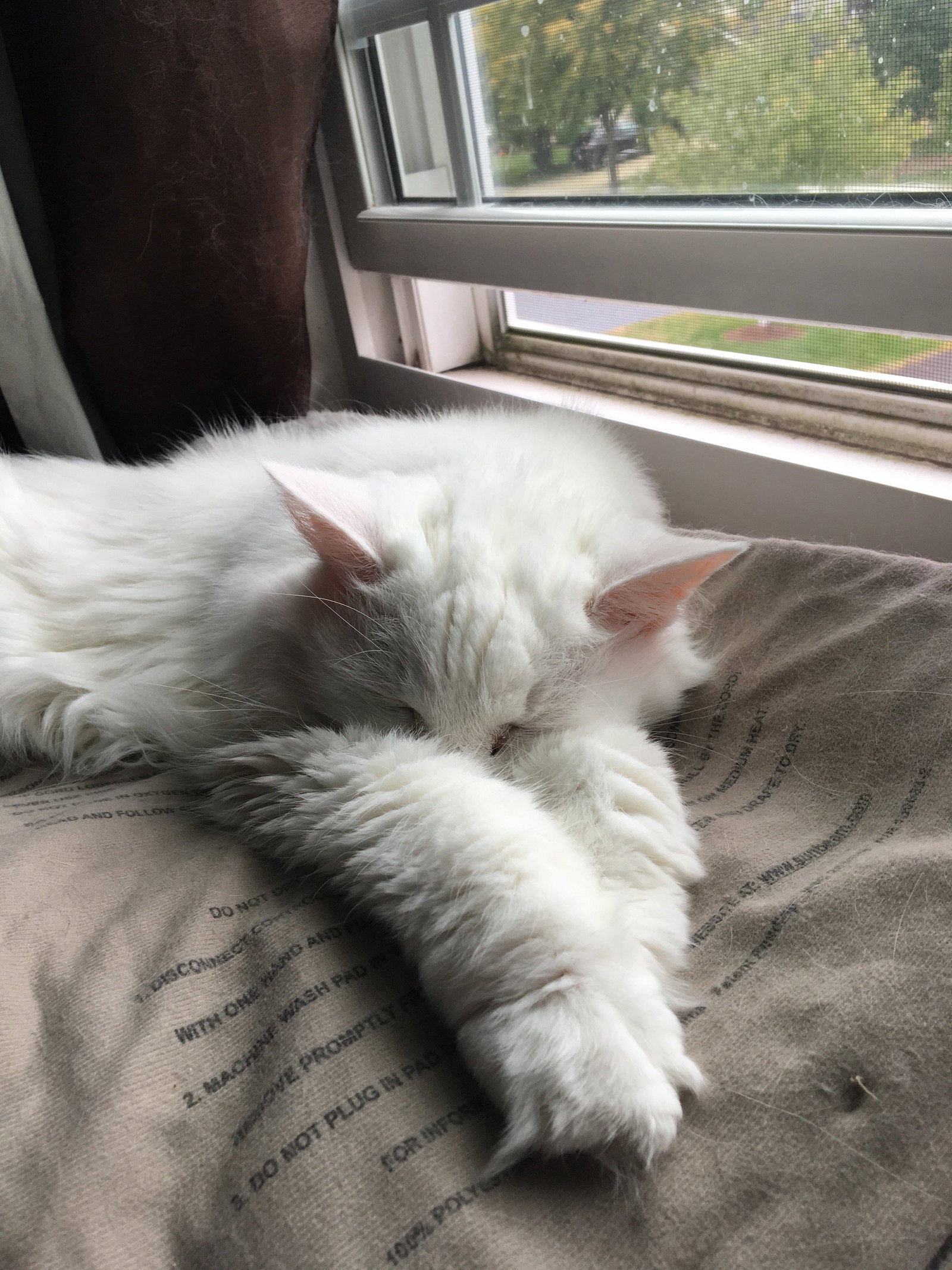 Kelsey, pet sitter in Amsterdam, photo 2