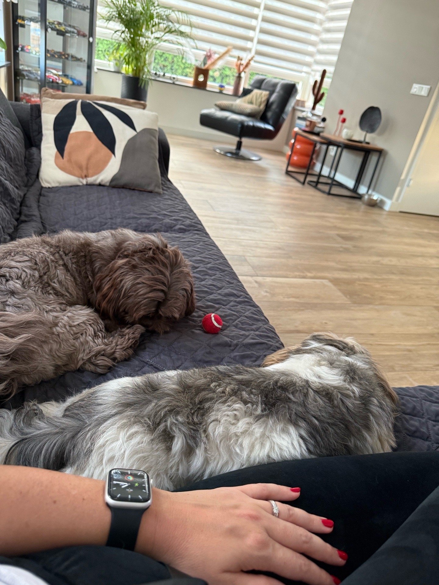 Rosana, pet sitter in Hapert, photo 5