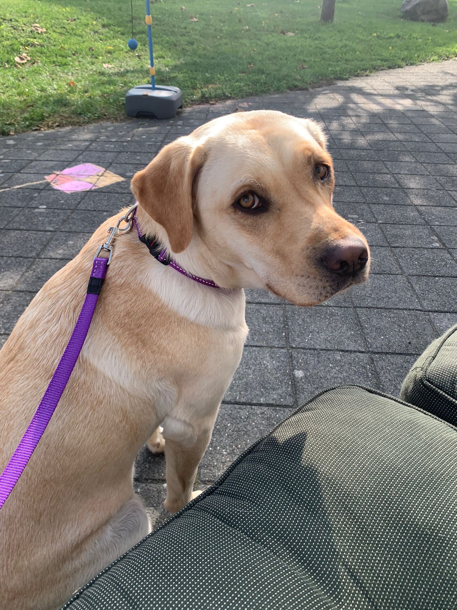Ireen, pet sitter in Utrecht, photo 1