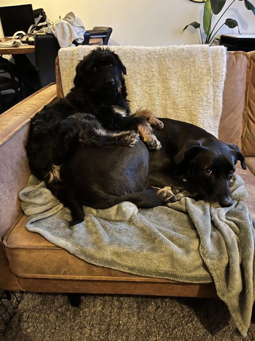 Mats, pet sitter in Hoorn, photo 3