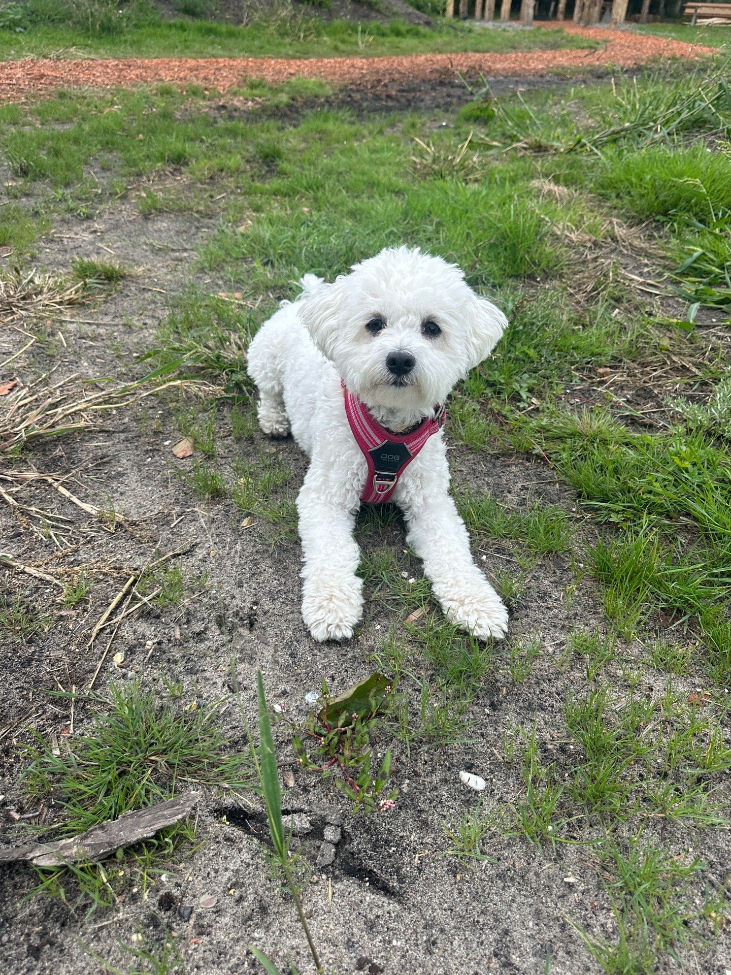 Raundi, pet sitter in Zaandam, photo 2