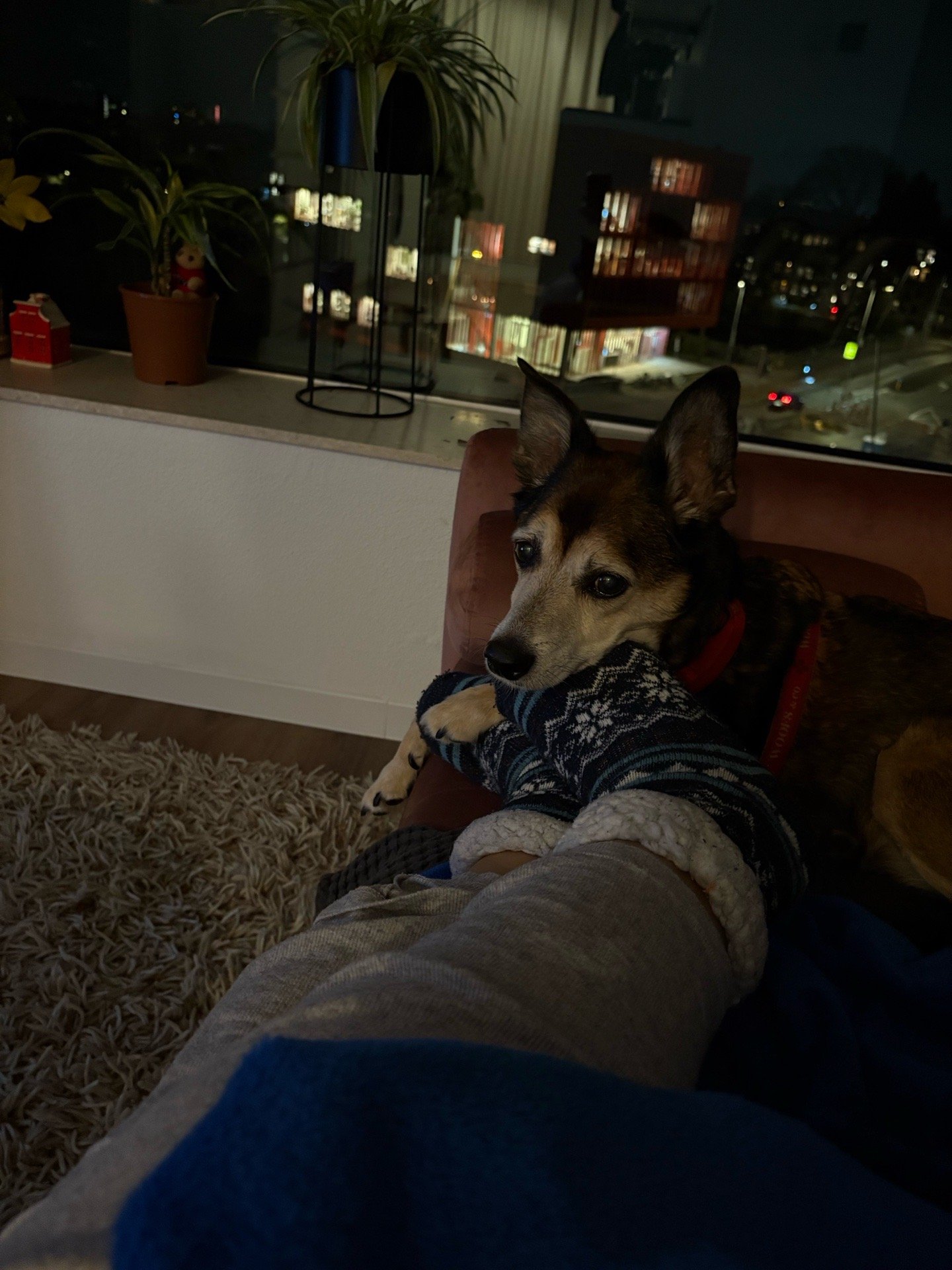 Nathalie, pet sitter in Amsterdam, photo 2